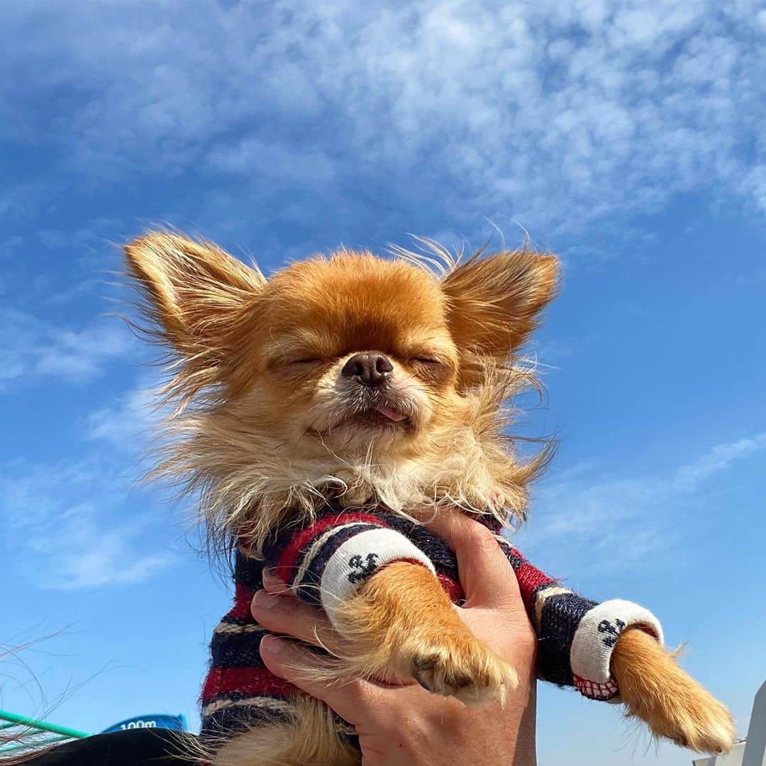 kayoのインスタグラム：「* *  * 今日はいいお天気でしたね☀️ * * * ポカポカ気持ちよかったです☺️ * * * kulio❤️ * * * #chihuahua#chihuahualove#dogstgram#dog#instadog#チワワ#チワワ大好き#チワワのいる暮らし * * *」
