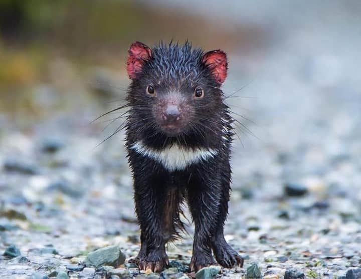 Australiaさんのインスタグラム写真 - (AustraliaInstagram)「Oh hi there, cutie! 👋 @photography_by_nikki_long came across the rare sight of a #TasmanianDevil in the wild on her recent trip to @tasmania. Known for being nocturnal and rather shy, it's certainly your lucky day if you come across a Tassie Devil in their natural environment, like this guy, who calls #LakeGordon and #LakePedder in @westcoasttas home. If you're planning a trip to this isolated part of Tassie, keep an eye out for echidnas, resident quolls and wallabies, and if you happen to be partial to a spot of fishing, the lakes have some of the best trout fishing in the state! 🎣 #seeaustralia #DiscoverTasmania #holidayherethisyear」2月13日 19時00分 - australia