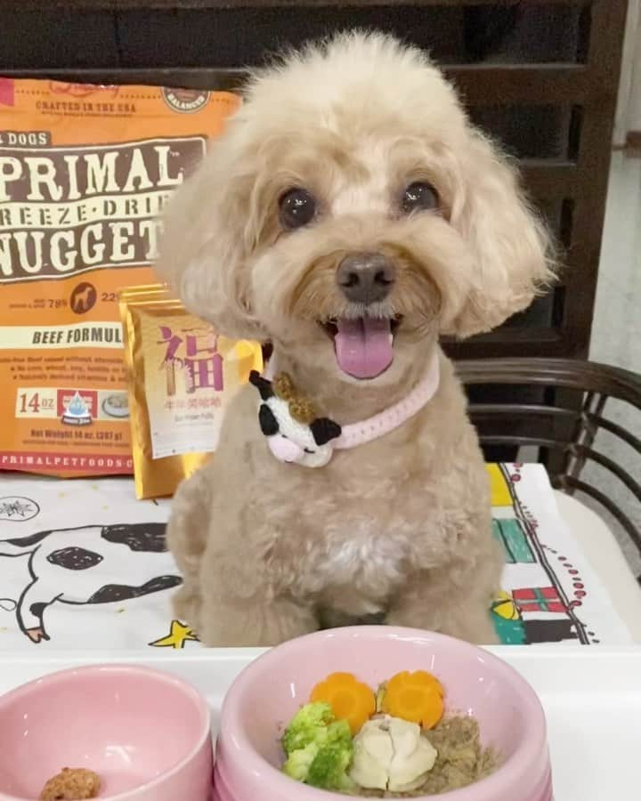 Truffle??松露?トリュフのインスタグラム：「📆(13Feb21) My CNY meal 🥘 #primalpetfoods #abalone with a special side of #prawnpuffs from @furryplanet.sg  #happynewyear2021 #b2kpet #trufflenb2k」