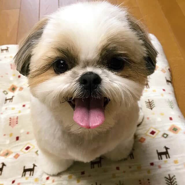 りんくさんのインスタグラム写真 - (りんくInstagram)「Hi my friends 😊👋🐶🐾 * * * * * 暴れてやったでつ👅」2月13日 19時08分 - link.jpn