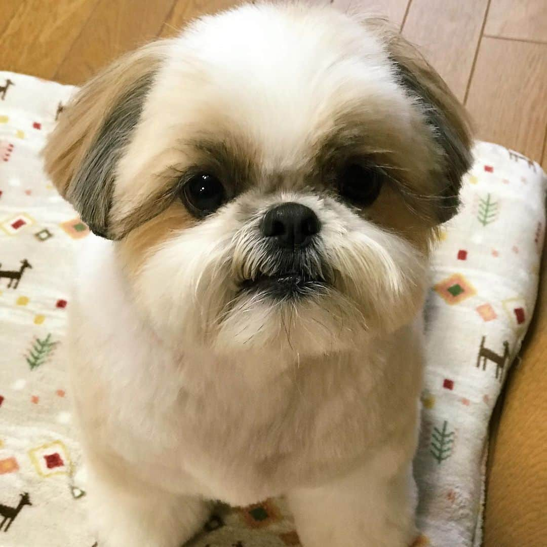 りんくさんのインスタグラム写真 - (りんくInstagram)「Hi my friends 😊👋🐶🐾 * * * * * 暴れてやったでつ👅」2月13日 19時08分 - link.jpn