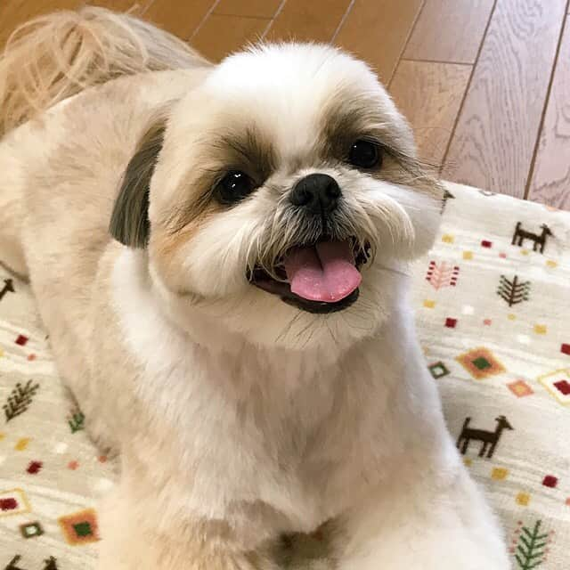 りんくのインスタグラム：「Hi my friends 😊👋🐶🐾 * * * * * 暴れてやったでつ👅」