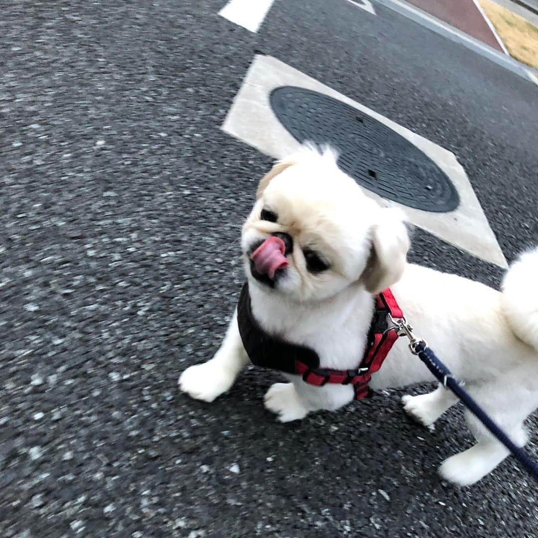 有田優理香のインスタグラム：「やっと会えたね🐶💓シャンプーカットしてもらってスッキリ✨  #pekingese #ペキニーズ　#犬界の藤原竜也 #ぶれまくり笑」