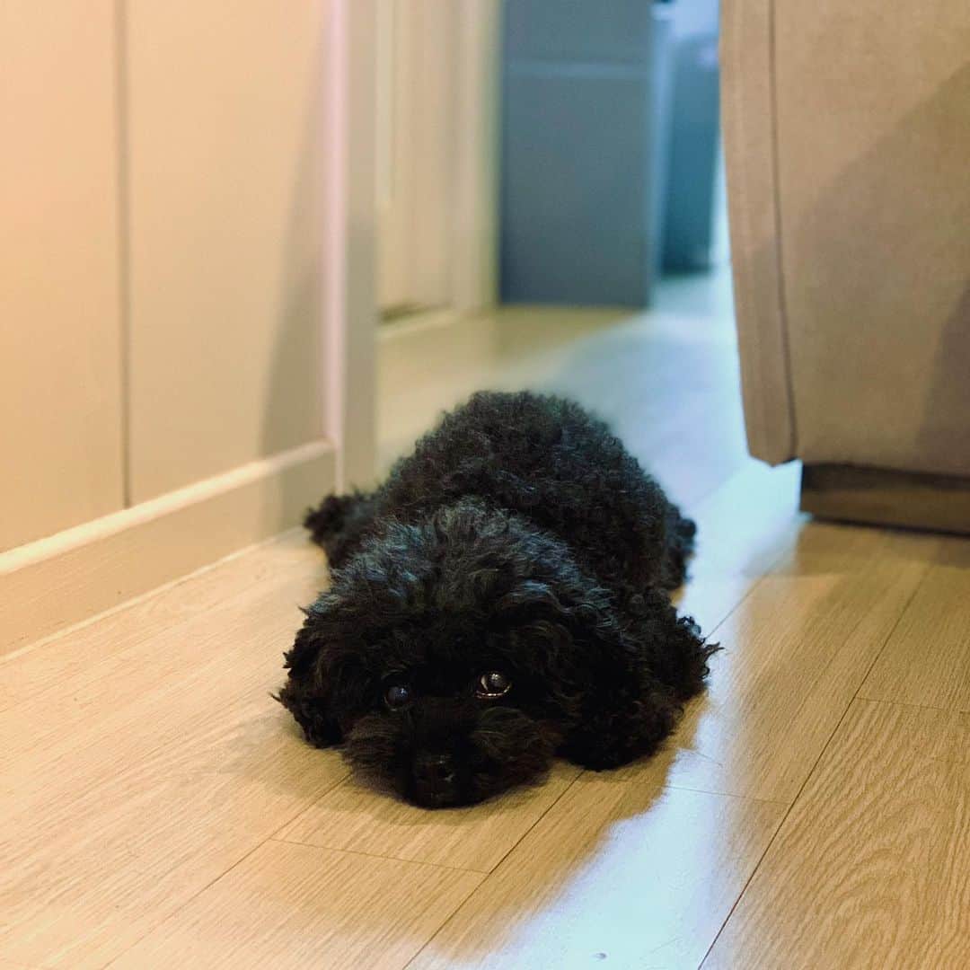 シン・スハンのインスタグラム：「새해복많이받으세요❤🐕‍🦺 #번호좀보내주세요#백업실패」