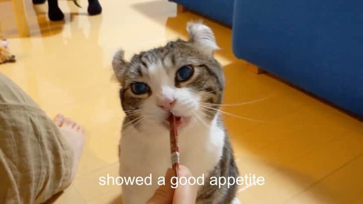 スノーのインスタグラム：「We got your guys’ comments and messages after our previous post. We are reading all of them and thank you guys so much!😭 ・ Snow’s surgery went well last year and he is doing great now, please don’t worry! Here we want to share the moment he came back home after the surgery. We hope to share more happier moments soon. ・ #meowed #catsofinstagram #cats_of_instagram #catstagram #tumor #cat #cats #kucing #gato #chat #catloversclub #catlover #9gag #weeklyfluff #kedi #katze #kawaii #neko #instagramjapan #고양이 #кот #แมว #猫 #ふわもこ部 #ペコねこ部」