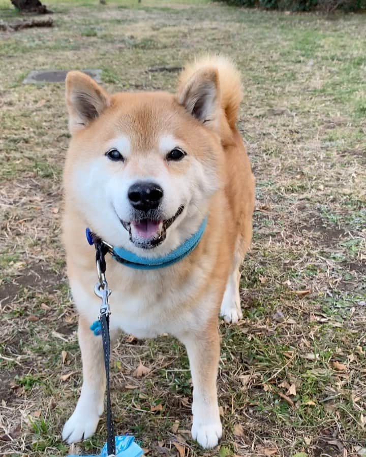 まる（まるたろう）のインスタグラム：「No matter what happens, I always keep practicing. ✨🐶😊✨パパは投げるのがへたっぴなのよ #もう少しいい感じに投げてみなよ #ポーンって #そんなんじゃ全世界の犬からそっぽ向かれるよ #練習あるのみだよ」