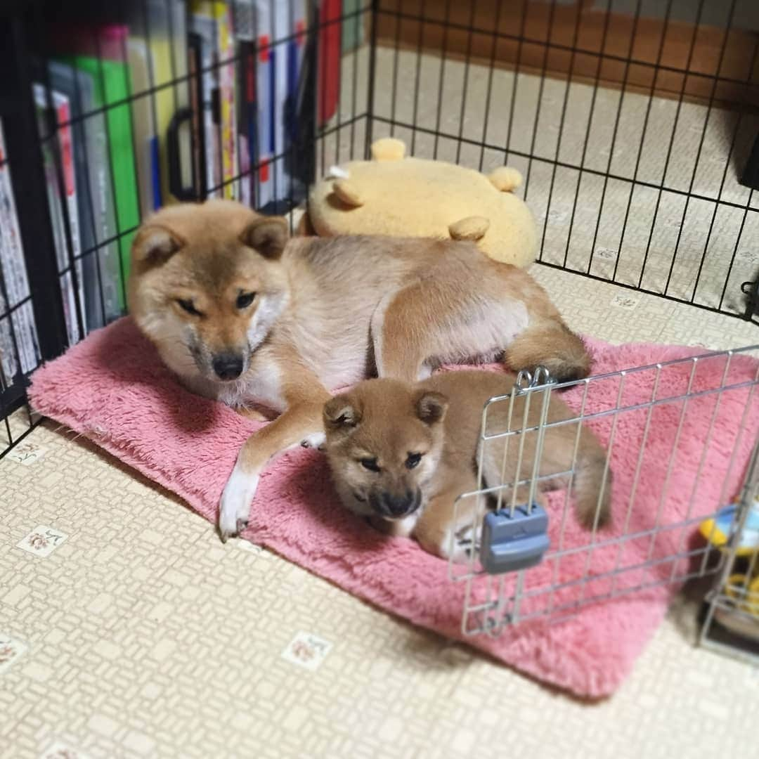 柴犬たま Shibainu Tamaのインスタグラム