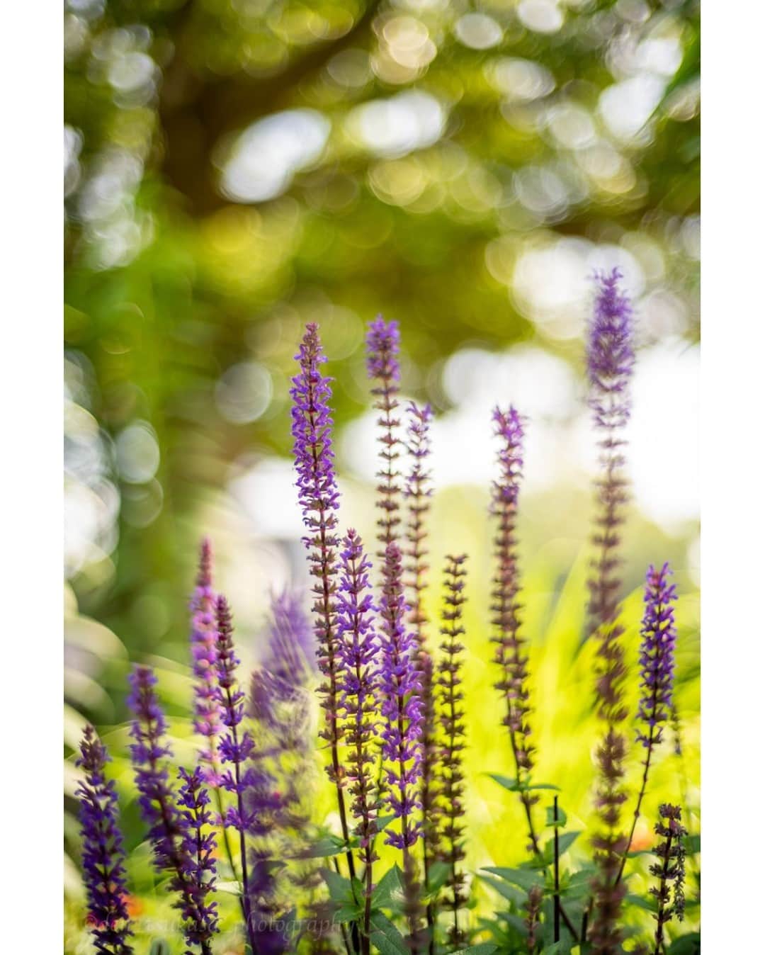 花の写真館のインスタグラム：「Photo by Den Tsukasa.⠀ .⠀ Original Post[投稿いただいたURL]⠀ https://www.facebook.com/photo.php?fbid=1066011017190972⠀ .⠀ 本アカウントは、 #私の花の写真 をつけてInstagramに投稿された皆さまの花の写真や、「花の写真館」Facebookページで投稿された花の写真を紹介します。⠀ 「花の写真館」Facebookページは、「 @floral.photograph 」のプロフィールにあるURLからご覧ください。⠀ .⠀ ※各自、政府、自治体など公的機関の指示に従った行動をお願いします。⠀⠀ 東京カメラ部および分室では、写真を「見る楽しみ」を提供することを通して、微力ながら皆様にわずかな時間でも癒しをお届けしたいと思っております。⠀ ※本アカウントは東京カメラ部がFacebook、Instagramのサービスを利用して運営しているもので、Facebook社・Instagramとは一切関係ありません。⠀ .⠀ #花の写真館 #floralphotograph #floralphoto #flower #flowers⠀ Follow: @floral.photograph」