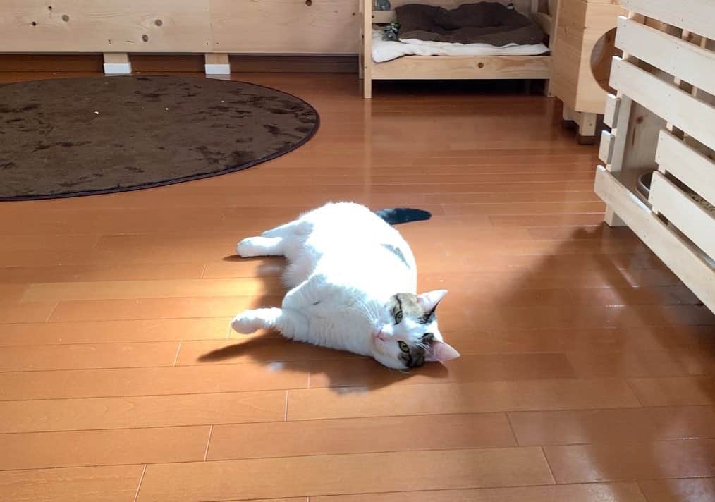 ひのき猫さんのインスタグラム写真 - (ひのき猫Instagram)「小春日和の今日、  床に足が付かない程丸々としたオマメが、  まるでスポットライトを浴びるかのように落ちていました☺️」2月13日 19時51分 - hinoki.cute.kitten
