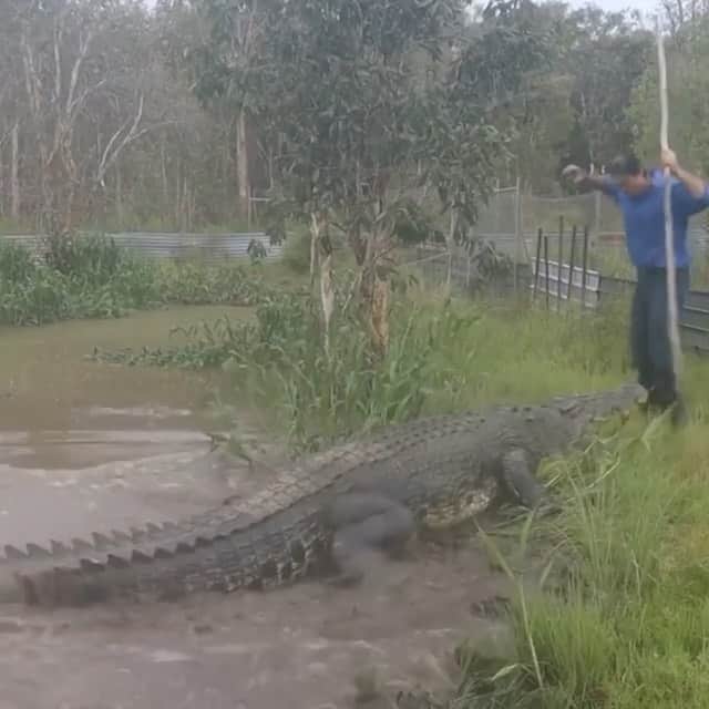 WildLifeのインスタグラム：「@discovercrocodiles 🐊 via @mattwright A job in its self just trying to feed these guys @topendsafaricamp」