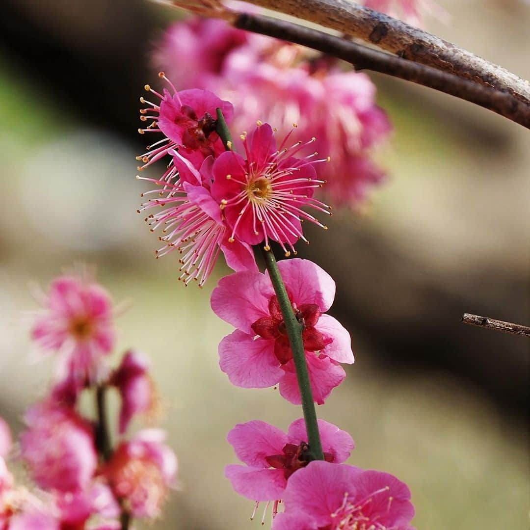 坂崎幸之助さんのインスタグラム写真 - (坂崎幸之助Instagram)「梅の花が咲き始めました🤩  #聖蹟蒲田梅屋敷公園#梅屋敷#梅屋敷公園#梅の花#大田区#蒲田#ミツバチ#em1markⅢ#ふるさと東京今昔散歩」2月13日 20時03分 - kohnosukesakazaki