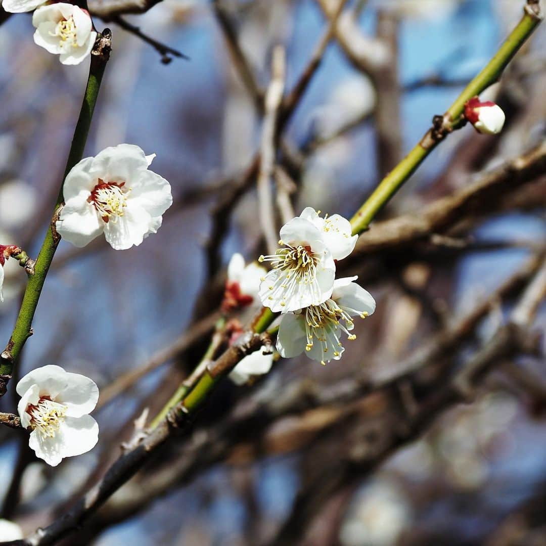 坂崎幸之助さんのインスタグラム写真 - (坂崎幸之助Instagram)「梅の花が咲き始めました🤩  #聖蹟蒲田梅屋敷公園#梅屋敷#梅屋敷公園#梅の花#大田区#蒲田#ミツバチ#em1markⅢ#ふるさと東京今昔散歩」2月13日 20時03分 - kohnosukesakazaki