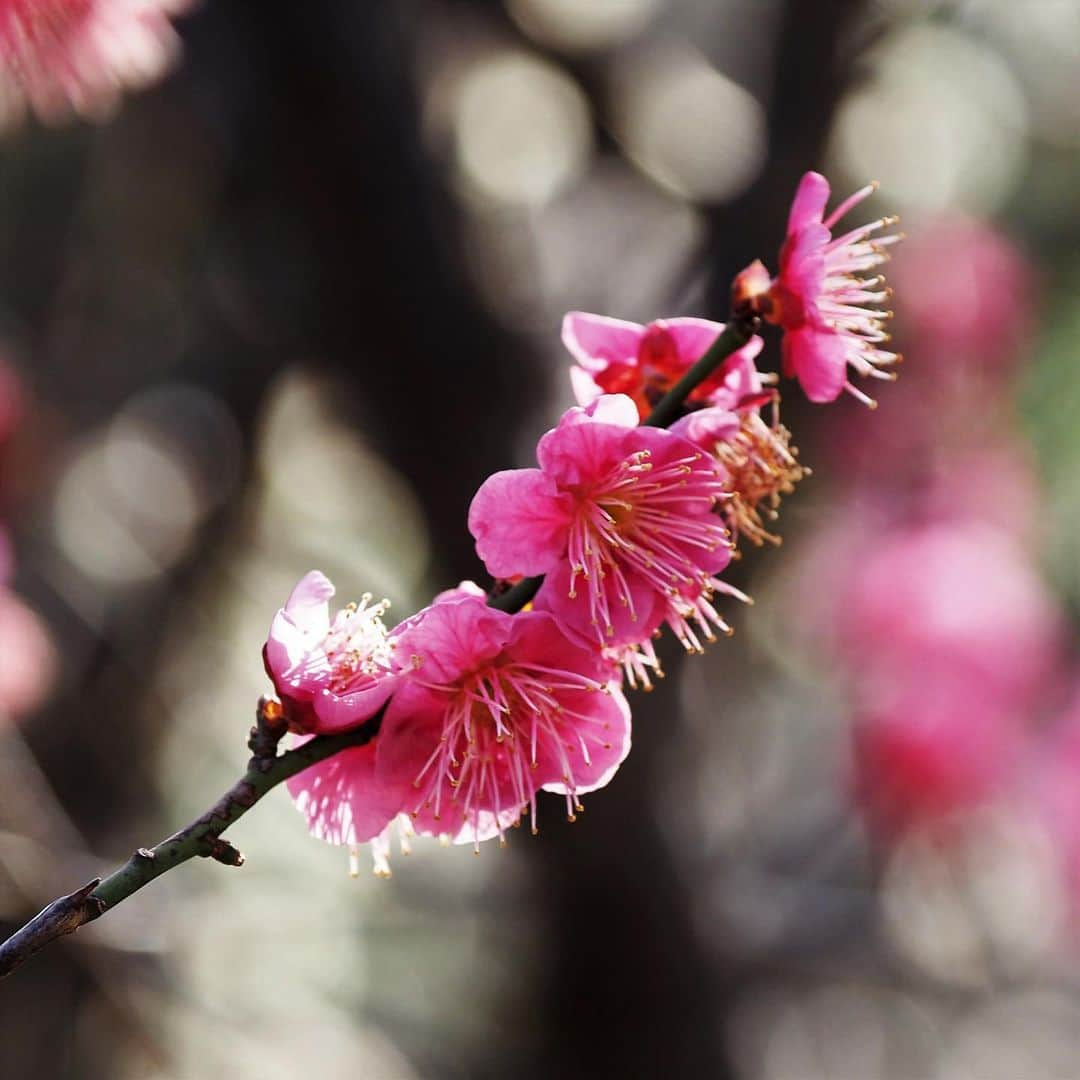 坂崎幸之助さんのインスタグラム写真 - (坂崎幸之助Instagram)「梅の花が咲き始めました🤩  #聖蹟蒲田梅屋敷公園#梅屋敷#梅屋敷公園#梅の花#大田区#蒲田#ミツバチ#em1markⅢ#ふるさと東京今昔散歩」2月13日 20時03分 - kohnosukesakazaki