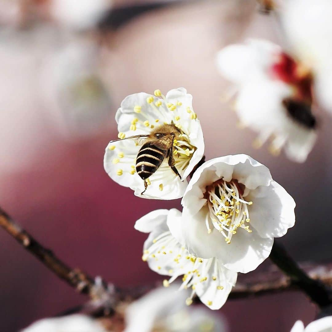 坂崎幸之助さんのインスタグラム写真 - (坂崎幸之助Instagram)「梅の花が咲き始めました🤩  #聖蹟蒲田梅屋敷公園#梅屋敷#梅屋敷公園#梅の花#大田区#蒲田#ミツバチ#em1markⅢ#ふるさと東京今昔散歩」2月13日 20時03分 - kohnosukesakazaki