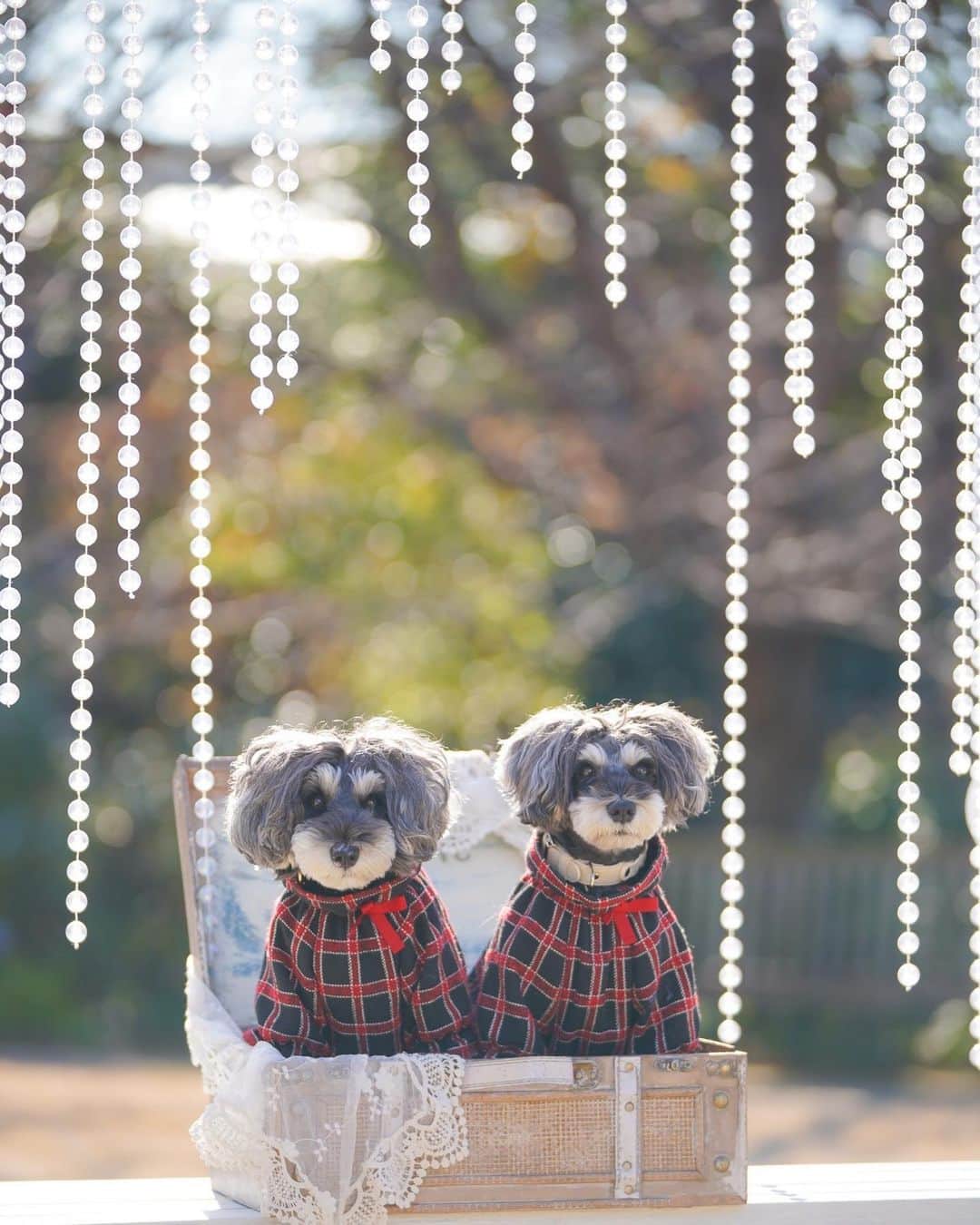 中野区在住のミニシュナのInstagramのインスタグラム