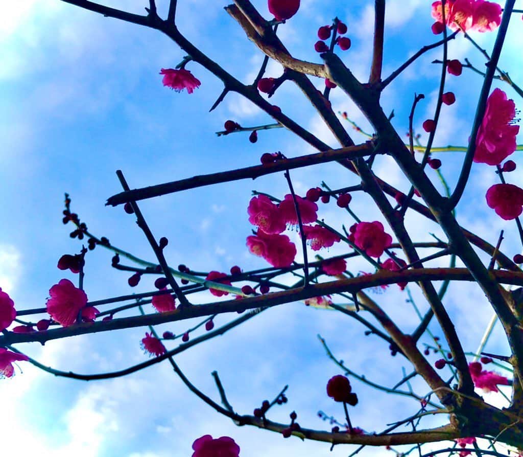 久保亜沙香さんのインスタグラム写真 - (久保亜沙香Instagram)「庭に梅咲いた🌸 あったかくなりましたね。 それだけでなんか気持ちがしあわせ…」2月13日 20時27分 - asaka_kubo