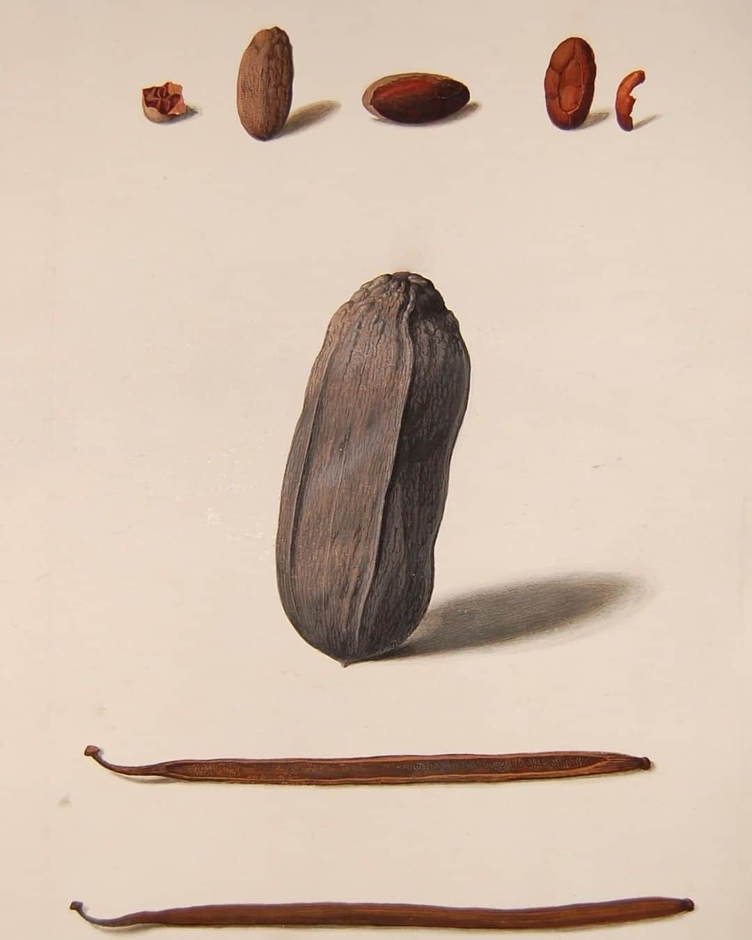 大英博物館のインスタグラム：「💕 Planning a Valentine’s dinner? Find the top five weird and wonderful aphrodisiacs from history via the link in our bio.  Discover why beans, ambergris, and vanilla (shown here) might be the way to your loved one’s heart ❤  Food historian @avmcuriosities reveals why luxury foods – lobsters and champagne, oysters and strawberries – might not have been the first choice for wooing a would-be lover in years gone by.  🔎Studies of vanilla beans and pods, drawn by Nicolas Robert (1625–1684).   #Valentines #Aphrodisiacs #BritishMuseum #FoodHistory」