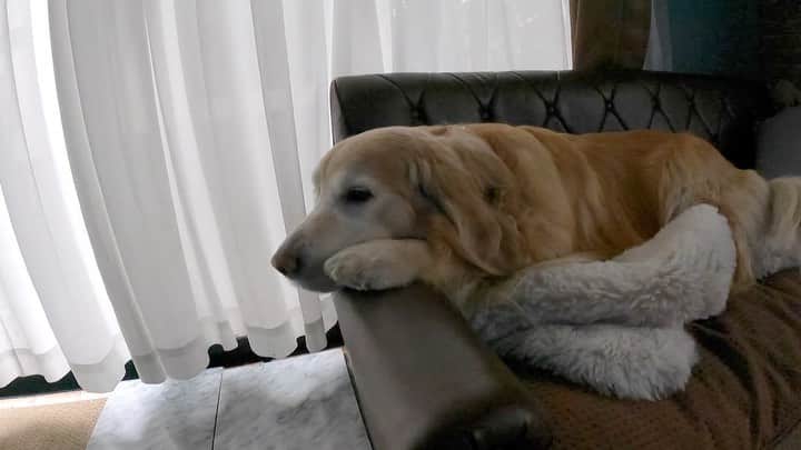 まゆみのインスタグラム：「。 。 いってらっしゃいとおもーの👋🏻🐶 。 と冷たく見送られた私は ぼっち出勤💧 1人寂しく色々な妄想しながら 職場へ向かうのでした。 。 そんな時 助けてくれたゴールデンレトリバーズ 。 遠くから来てくれたジョンくん（同県） @johnagenanamu.yukie  お久しぶりのそらくん @sora_0415  。 是非ご覧ください 続きはYouTubeに投稿してあります。 ストーリーズ、プロフィール欄URLから飛べるよ😄 。 #ゴルタミンパワーチャージ #元気爆発 #やっぱりゴルはいいねぇ #冷たくされても #やっぱりいい😂 #それも幸せなのよ 。 。 #ゴールデンレトリバー#goldenretriever#dog#犬#あーるん#golden#retriever#doglover#insta_dog#ぺんぺん子ちゃん#welovegoldens#Instagram#Instagramjapan#Instagramdogs#9gag#dogstagram#dogsofinstagram#dogs#doggy」