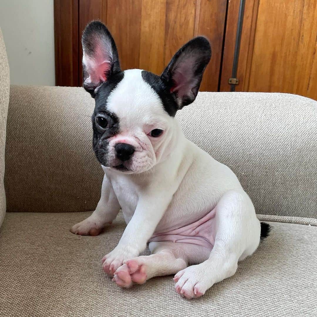 Regeneratti&Oliveira Kennelのインスタグラム：「Sitting pretty 😍  Chanel is available and looking for a forever home. For more info on her please DM. #frenchbulldog #frenchie #bulldog」