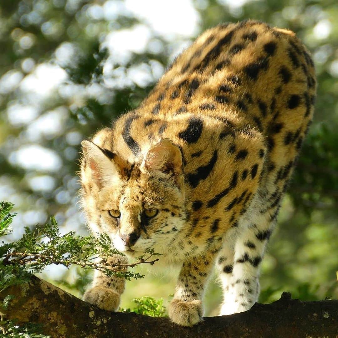 アメリカ自然史博物館のインスタグラム：「Caturday calls, and the serval (Leptailurus serval) is here to answer. This long-legged predator lives in the grasslands of southern Africa, using its acute sense of hearing to detect prey. Fun fact: it has the longest legs-to-body ratio of any cat species and uses its height—and its large oval ears—to scan tall grasses for rodents, like rats and shrews. Once locked in on a target, the serval sneaks up on its soon-to-be meal, leaps up to 9.8 feet (3 meters) in the air, and pounces on its prey. Photo: Bernard DUPONT, CC BY-SA 2.0, flickr」