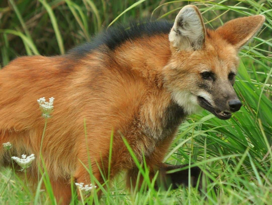 スミソニアン国立動物園さんのインスタグラム写真 - (スミソニアン国立動物園Instagram)「🦊💓 There’s more to maned wolves than meets the eye. Smithsonian Conservation Biology Institute scientist Rosana Nogueira de Moraes studies the heart rates of these secretive animals to answer some important questions, including "how well do they hide their emotions?” ✏️STORY: https://s.si.edu/2EZWiov. (Link in bio.)  . . . #WomenInScience」2月14日 7時00分 - smithsonianzoo