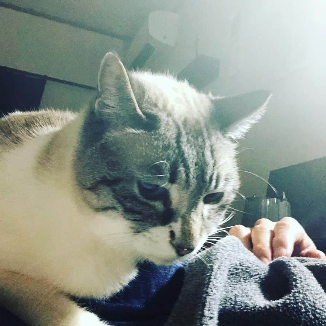 町田康のインスタグラム：「あかん。起きよらへん。」