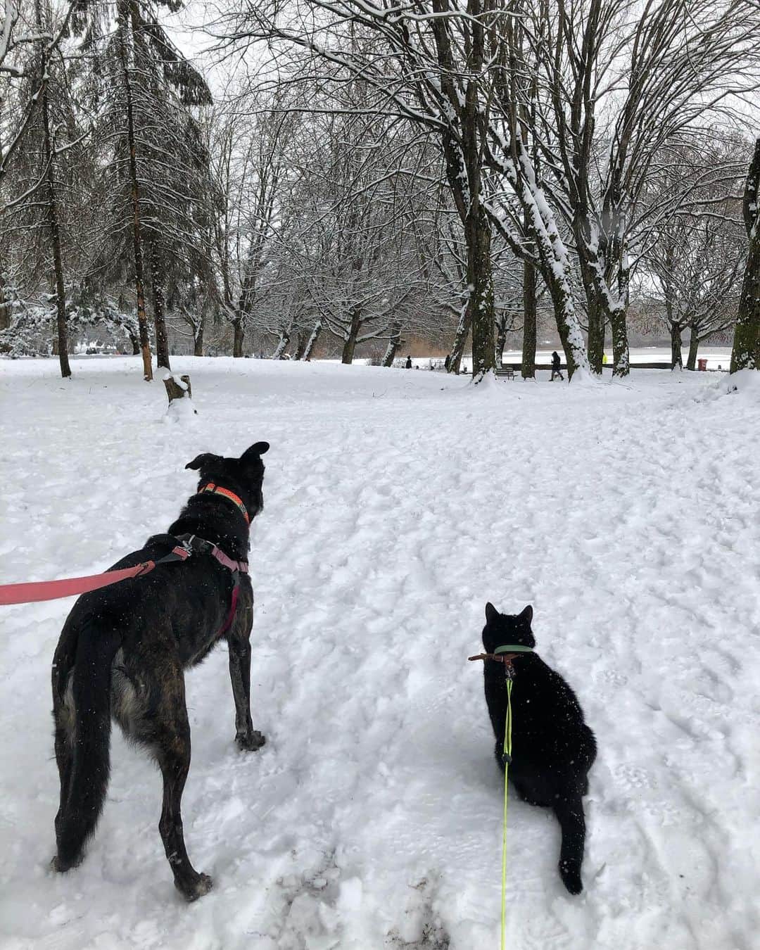 The Cats Of Instagramのインスタグラム：「We got snow in #Vancouver!」