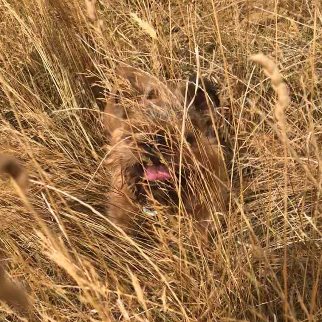 Digby & Aloのインスタグラム：「Please enjoy this picture I took of some grass.」