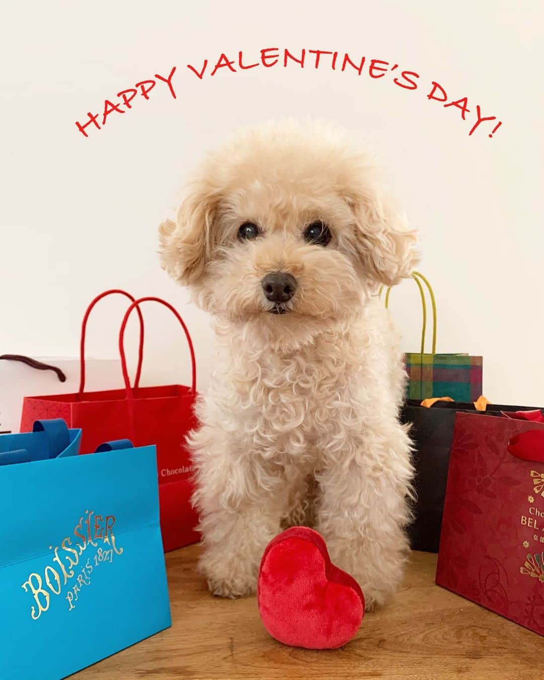 Maruさんのインスタグラム写真 - (MaruInstagram)「❤ HAPPY VALENTINE’S DAY! まるの大切なお友達みんなに まんまるの愛をどーぞー💓 . #dog #ilovemydog #toypoodle#dogstagram  #instadog #トイプードル#癒し犬#トイプー#今日のわんこ#幸せお届け隊#ふわもこ部 #happyvalentinesday」2月14日 7時22分 - akiyomaru
