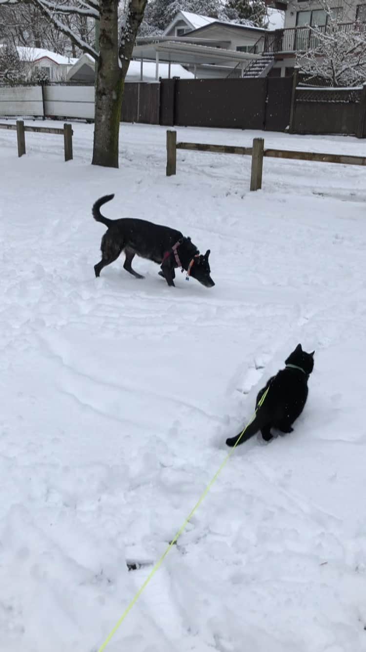 The Cats Of Instagramのインスタグラム：「@bing_clawsby loves when we get a snow day, it means playing at the park with Layla.」