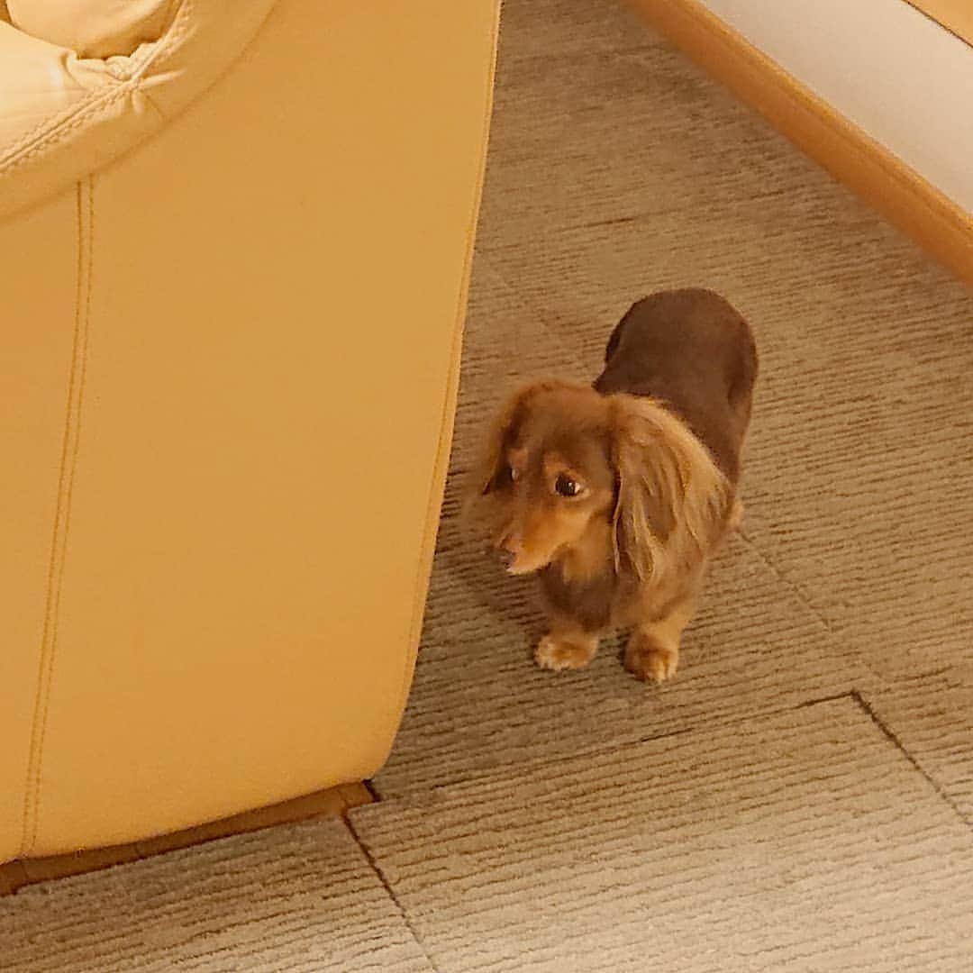 くるみんのインスタグラム：「* ①ソファーの陰に隠れて、狩ろうと密かに狙っているのは…  ②逃げて～💦 * #カニンヘンダックスフント #カニンヘン #カニンヘンダックス #カニンヘンダックスフンドの日常 #カニンヘンの会 #カニンヘンダックスフンド #チョコタンダックスフント #チョコタンダックスフンド #チョコタンダックス #チョコタン #ミニチュアダックスフンド #ミニチュアダックスフント #ミニチュアダックス #イザベラタン #イザベラ #ダックスlove #ダックス多頭飼い #ダックスフント #ダックスフンドカニンヘン #ダックス部 #ダックス大好き #ダックスフンド #ダックス #いぬばか部 #いぬすたぐらむ #短足部 #仲良し姉妹 #dachshundgram #dachshund #dogstagram」