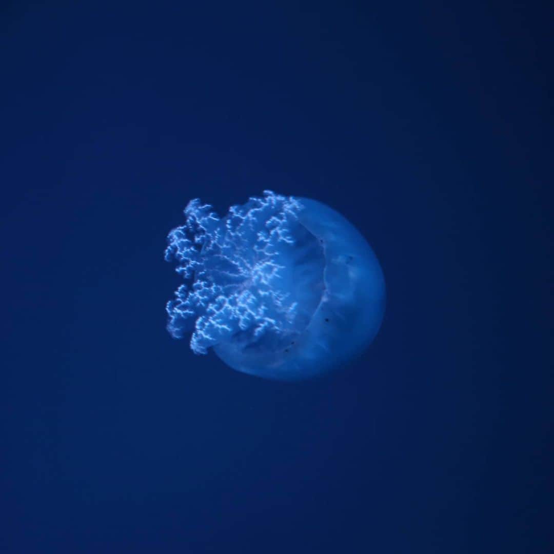 石井寛子さんのインスタグラム写真 - (石井寛子Instagram)「ゆらゆら〜。 きもちいい記憶🌊  #すみだ水族館  #くらげ  #jellyfish #canon5d  #tamron #2470mmf28 #ファインダー越しの私の世界」2月13日 22時49分 - ishiihiroko