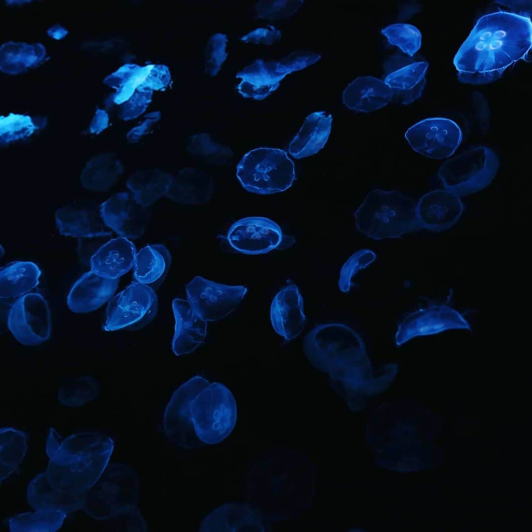 石井寛子さんのインスタグラム写真 - (石井寛子Instagram)「ゆらゆら〜。 きもちいい記憶🌊  #すみだ水族館  #くらげ  #jellyfish #canon5d  #tamron #2470mmf28 #ファインダー越しの私の世界」2月13日 22時49分 - ishiihiroko