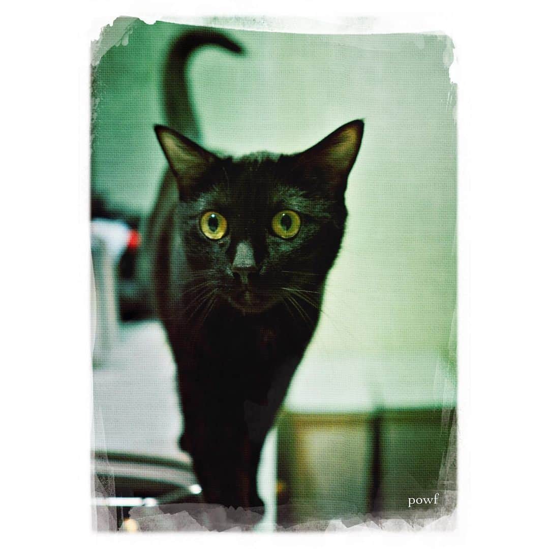 anemone_69のインスタグラム：「🐈‍⬛ . #ハカセとキョウジュ #blackcat #黒猫 #cat #猫 #保護猫 . #DreamCanvas_powf . . .」