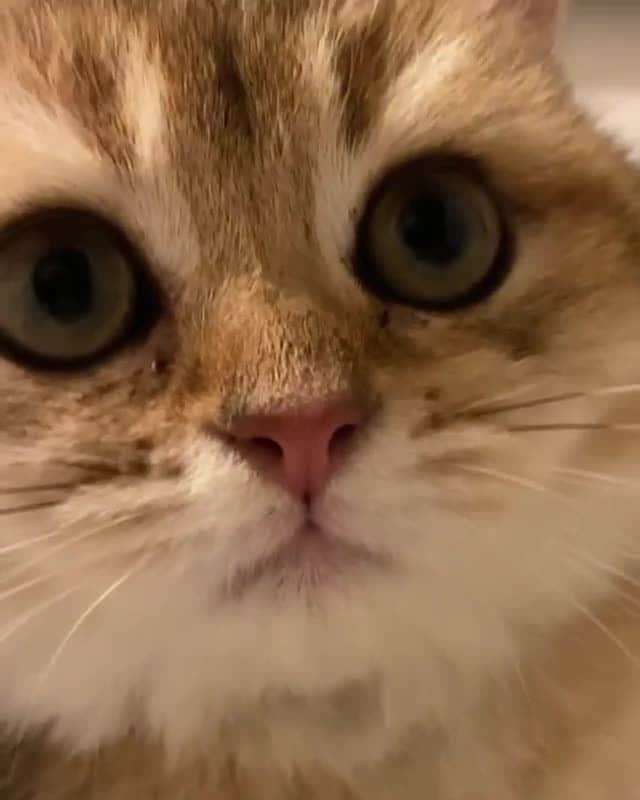 Cats of Instagramのインスタグラム：「From @theothebritishgolden: "Can’t I just puurrr in peace?" #catsofinstagram」