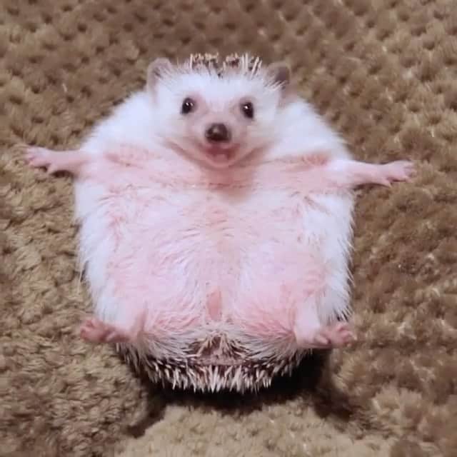 animalsのインスタグラム：「He has a very sensitive nose 😊 Caption this below 😅 Video by: @hedgehog_azuki」