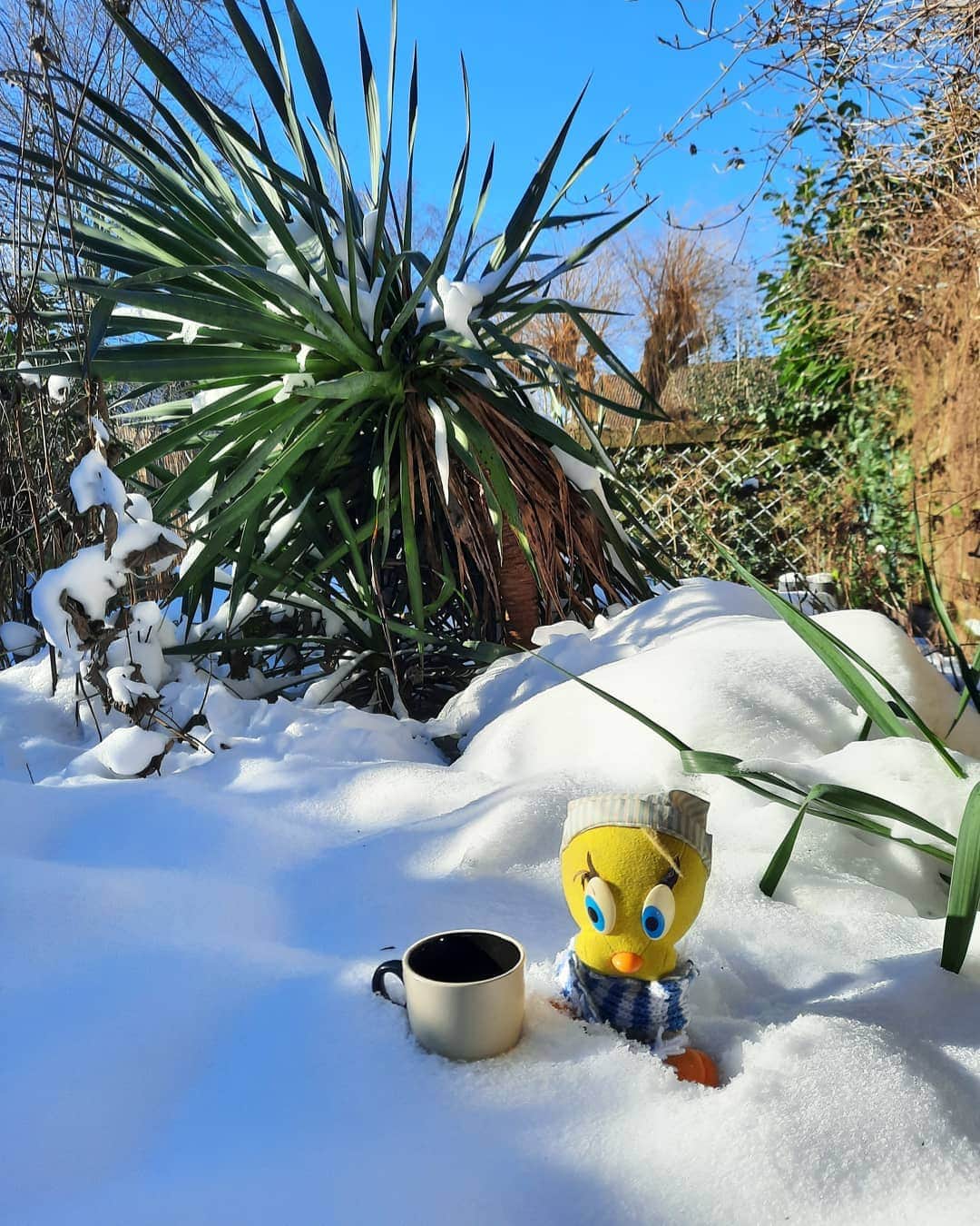 Little Yellow Birdさんのインスタグラム写真 - (Little Yellow BirdInstagram)「Still enjoying the snow!! Brought my hot cocoa out (not so hot anymore now...). #littleyellowbird #tweety #tweetykweelapis #adventures #yellow #bird #weekend #saturday #winter #winterweather #winterwonderland #snow #sneeuw #february #cold #coldweather #bluesky #hotcocoa #warmechoco #notsohot #stuffedanimalsofinstagram #plushiesofinstagram」2月13日 23時31分 - tweetykweelapis