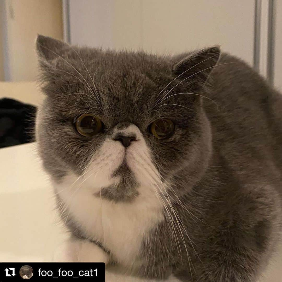 千吉良恵子さんのインスタグラム写真 - (千吉良恵子Instagram)「#Repost @foo_foo_cat1 with @get_repost ・・・ #ふうです #皆様地震気をつけて #怖かったですね 一人暮らしの人大丈夫だったかな？ 猫ちゃん達もびっくりしたね😢 #被害が無い事を祈ります #🍀🍀🍀」2月13日 23時34分 - chigirakeiko