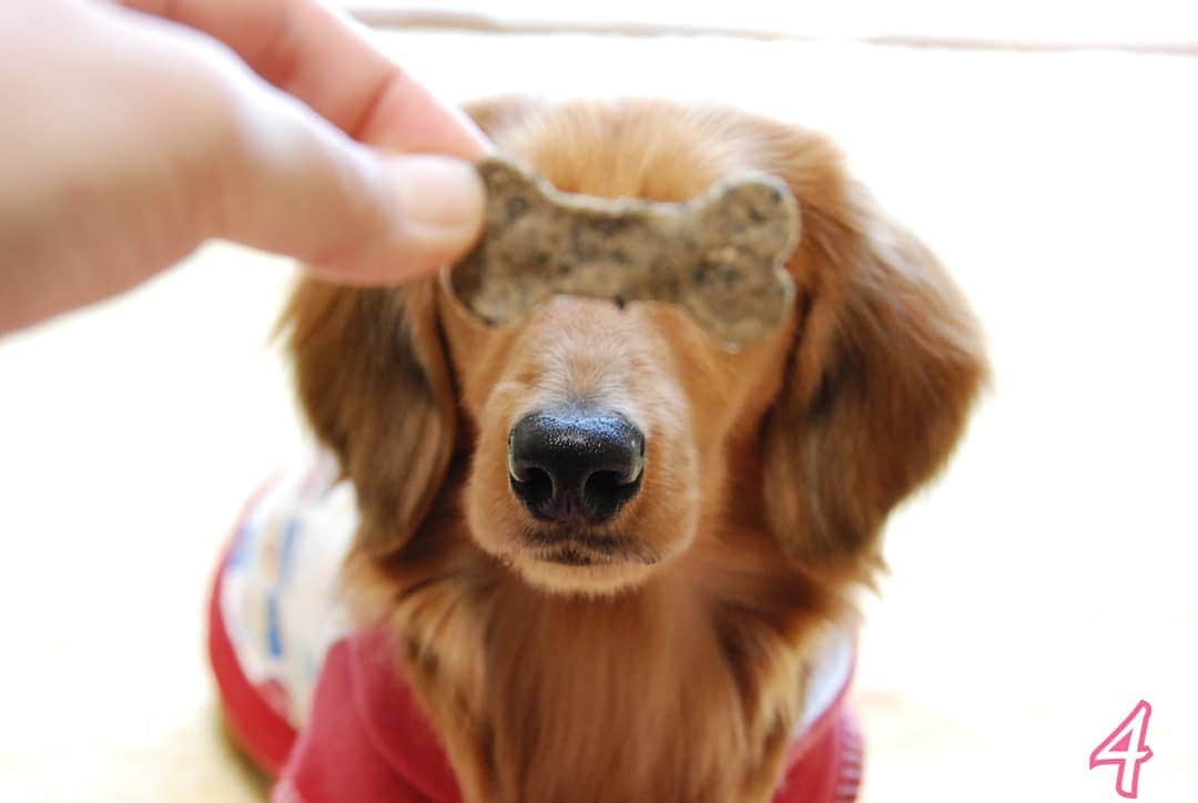 ?モデル?大地?のインスタグラム：「♪🐾2021*2*13🐾 . 👀お目目が隠れていても ❤可愛いよ💕😁😁😁ｲﾋﾋｯ🎶 . . . . 📷2008年2月 . . 🐾🐾🐾🐾🐾🐾🐾🐾🐾🐾🐾🐾🐾🐾 . #大地#大好き#だいすき #いつも一緒#ずっと一緒 #大地なしでは生きて行けませんw #いぬ#イヌ#犬#わんこ . #ワンコ#愛犬#いぬばか部 #犬バカ部#いぬら部#いぬすたぐらむ #犬のいる暮らし#pecoいぬ部 #散歩#お散歩 . #横浜#yokohama#神奈川#kanagawa #ミニチュアダックスフンド#ミニチュアダックス #ダックスフンド#ダックス #過去pic#4」