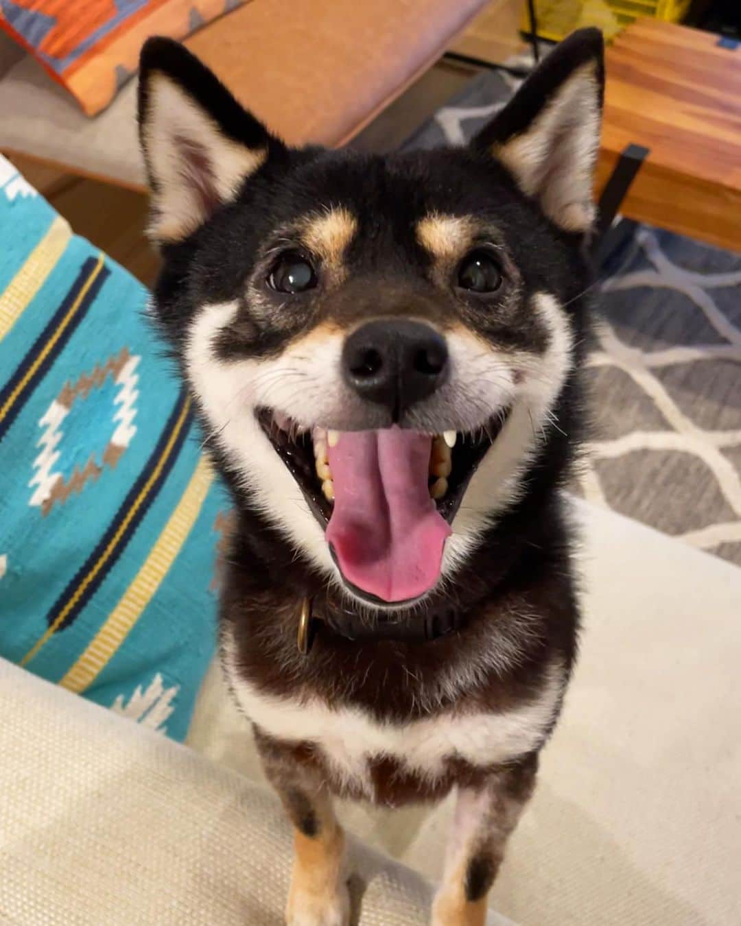 まめ丸のインスタグラム：「* * このお写真のすぐあとに地震が🐶💦 みんな大丈夫だったかな… * * #びっくりした #こわくてウロウロしちゃったよ🐶💦 #ぼく地方は大丈夫だったよありがとう * #柴犬#豆柴#柴#黒柴#犬#ふわもこ部#いぬのきもち部#shiba#shibainu#shibastagram#shibadog#puppy#instadog#dogstagram#dog#instashiba#petstagram#pet#cutepetclub#강아지#멍스타그램#doglover#ilovemydog#weeklyfluff#boopthesnoot」