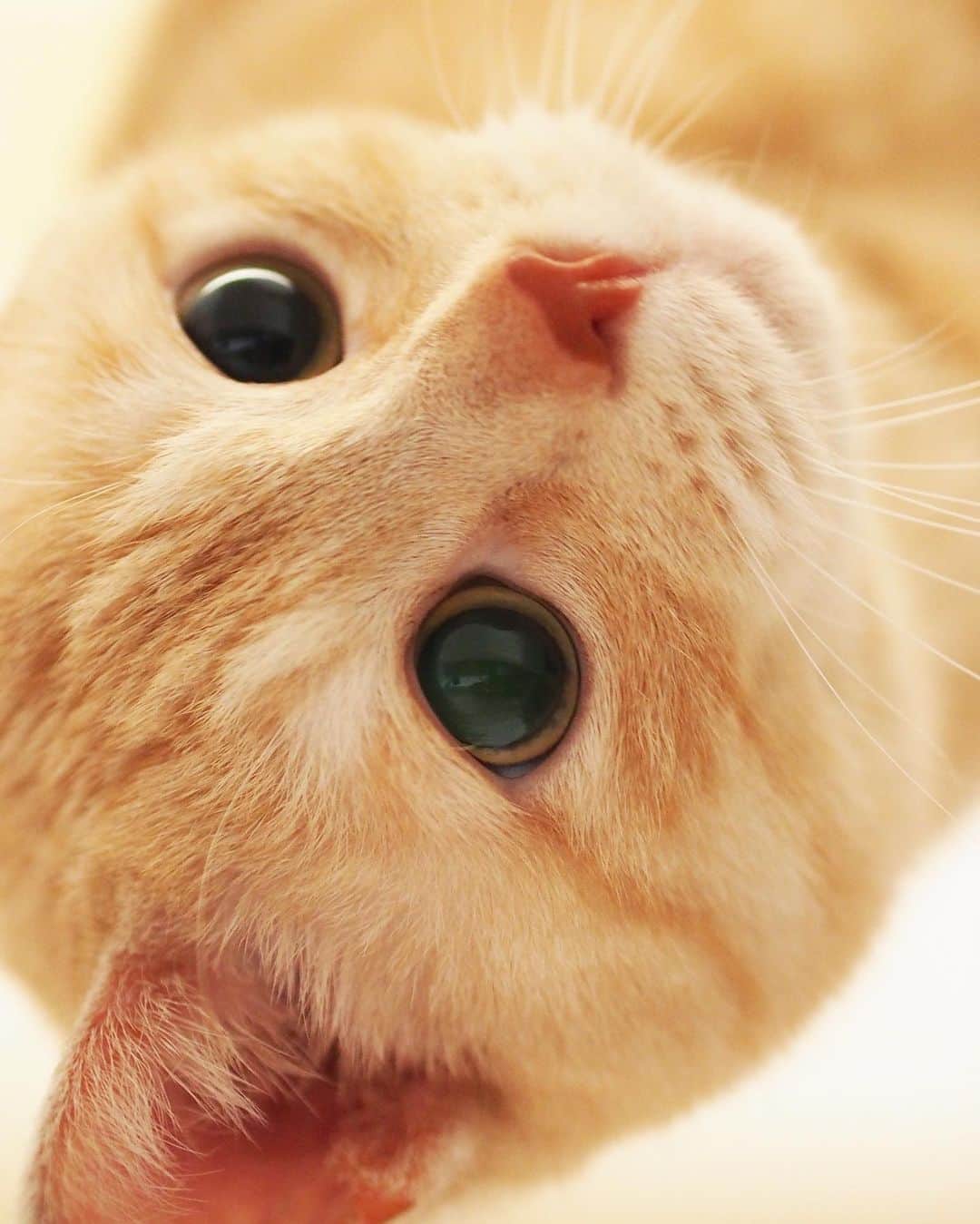 ruiruiのインスタグラム：「生前の福ちゃん（2017/01/28） . . 地震…。 皆さまくれぐれもお気をつけください。 . . . #生前の福ちゃん #福ちゃんはお星様になりました #猫 #ねこ #にゃんこ #茶トラ #保護猫 #cat #cats #ilovecats #ilovemycat #instacat #Instagramcats #bestcats_oftheworld」