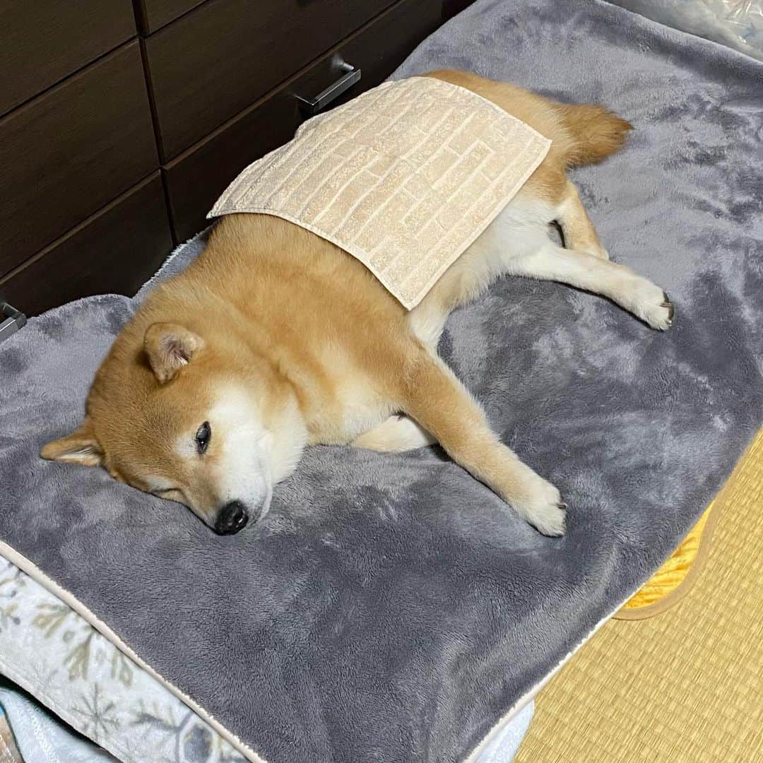 まる（まるたろう）のインスタグラム：「Good night!✨🐶💤✨地震怖かったね〜😭 #パパがしばらく起きててくれるって #まるは寝るね #お布団は小さめでいっか #今日は少しあったかいし」