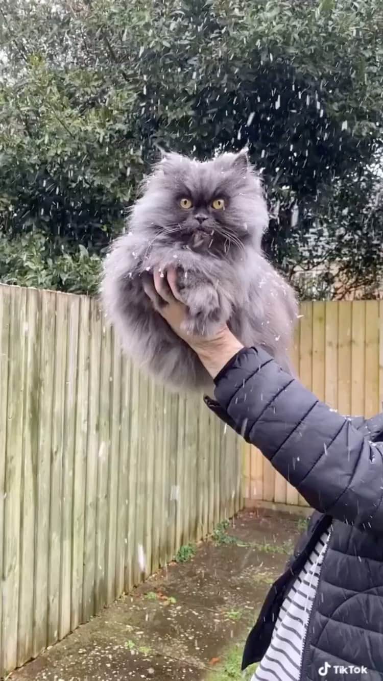 The Cats Of Instagramのインスタグラム：「#Repost • @thatcatbobbie Presenting: The rare Welsh Yeti ❄️」