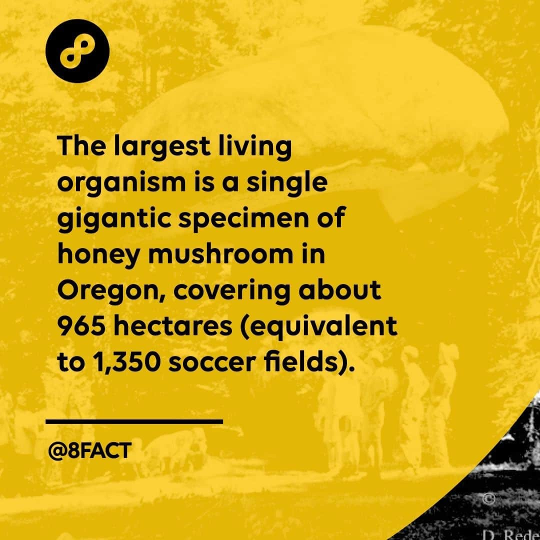 さんのインスタグラム写真 - (Instagram)「It also holds the record for the world’s largest fungus.」2月14日 0時35分 - 8fact