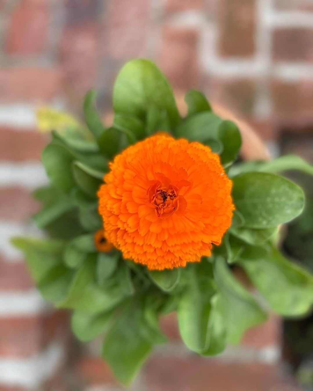 ベス・ベアーズのインスタグラム：「The beginnings of the backyard full of flowers dreams are made of! Happy Saturday from me and my plant babies!」
