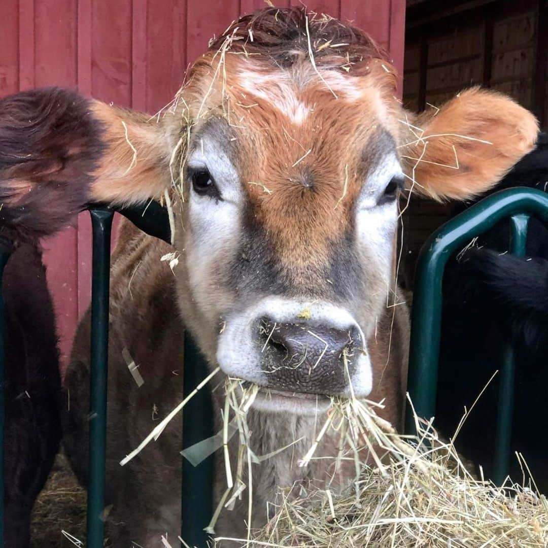 モービーのインスタグラム：「Sometimes we get food on our face. It’s ok. @farmsanctuary」