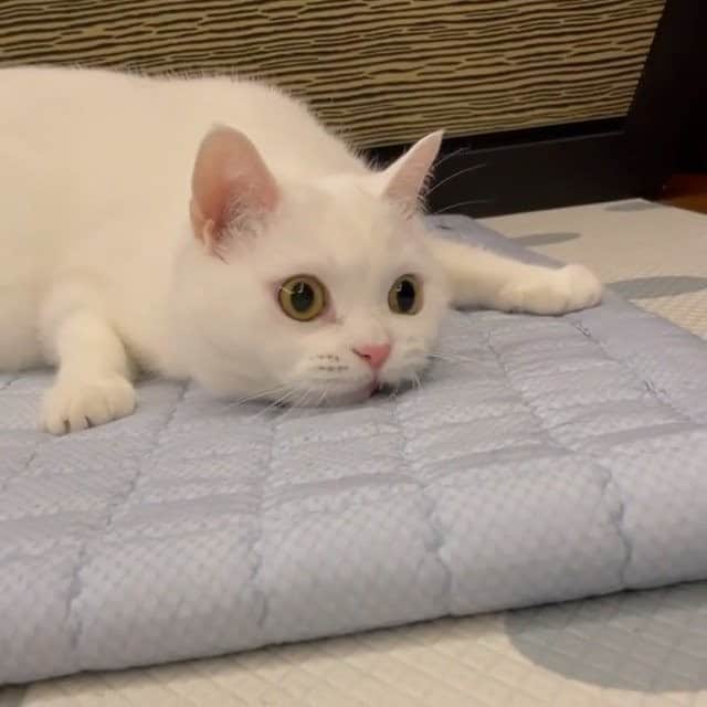 Aww Clubのインスタグラム
