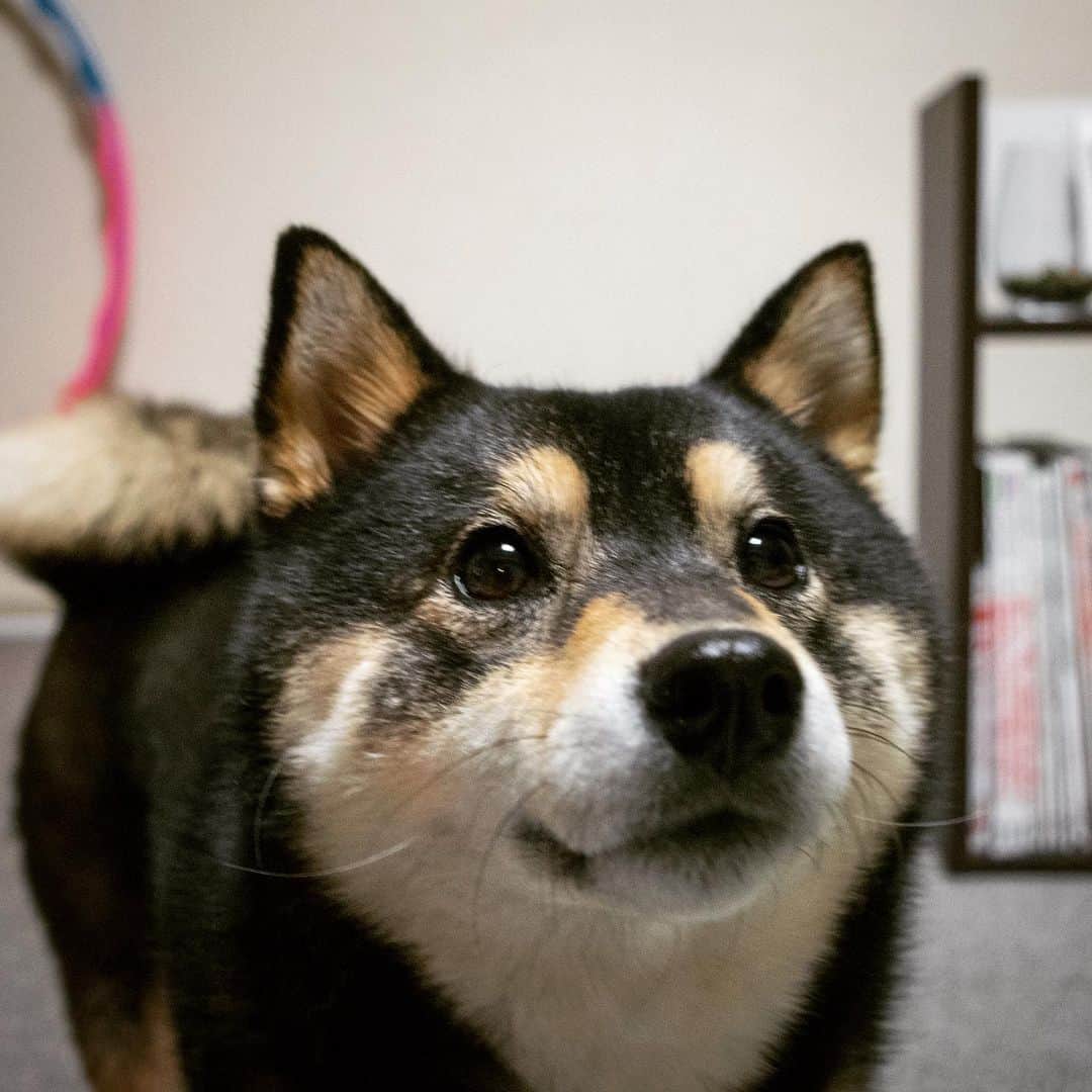 吾子のインスタグラム：「・ ・ 皆わん地震大丈夫ですか❓🐶 ・ また余震は必ず来るから気をつけてね💦 ・ アコわんもブラックアウトを経験したけど大丈夫🐶 パパママを信じようね🐶 ・ ・ ・ ・ ・ ・ #手回し充電のラジオが便利です #東電頑張って #Sapporo ・ 北海道の柴犬 #柴北会 の皆ワン🐶💕早くみんなで安心してお散歩ができますように🐶👍🏻💕 ・ #adorable #instadog#shibainu#dog#instagramjapan#instashiba#kuroshiba #kuroshiba#socute #cutedog#いぬのきもち #黒柴 #dogstagram_japan」