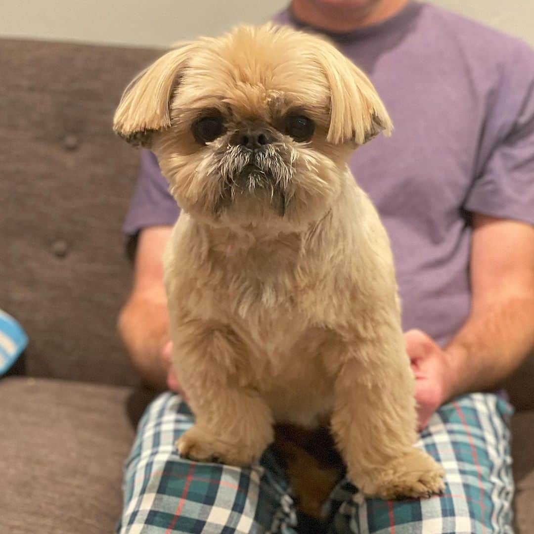 Dougie the Shih Tzuのインスタグラム：「#dogswithshortbobs」