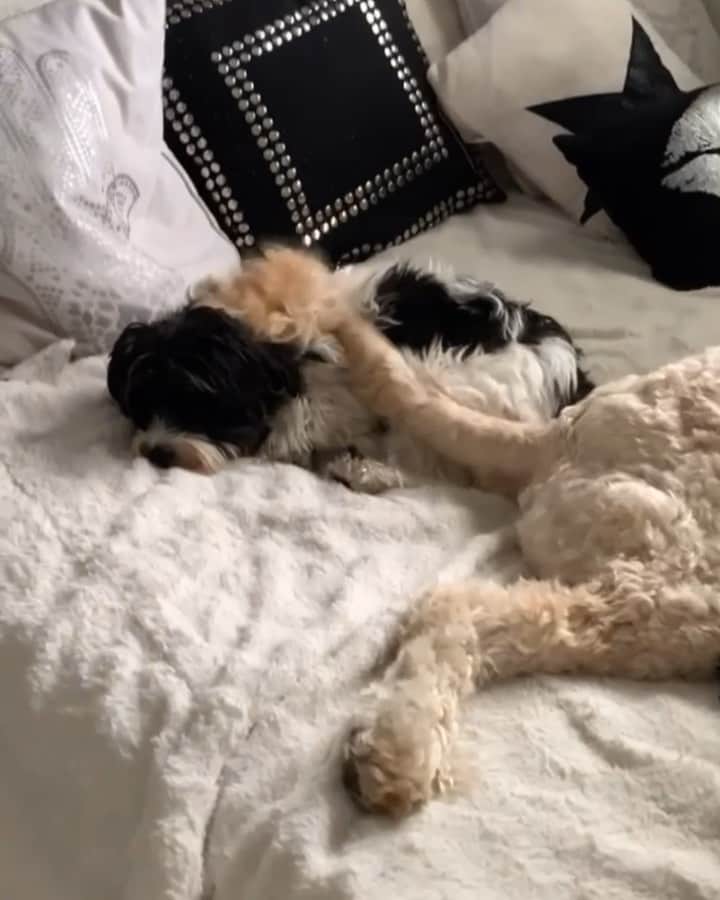 DogsOf Instagramのインスタグラム：「“Who needs an alarm clock when you’ve got your brother’s tail” — @jstruckk   #dogsofinstagram #saturdaysnooze #alarmclock」